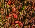 Parthenocissus quinquefolia